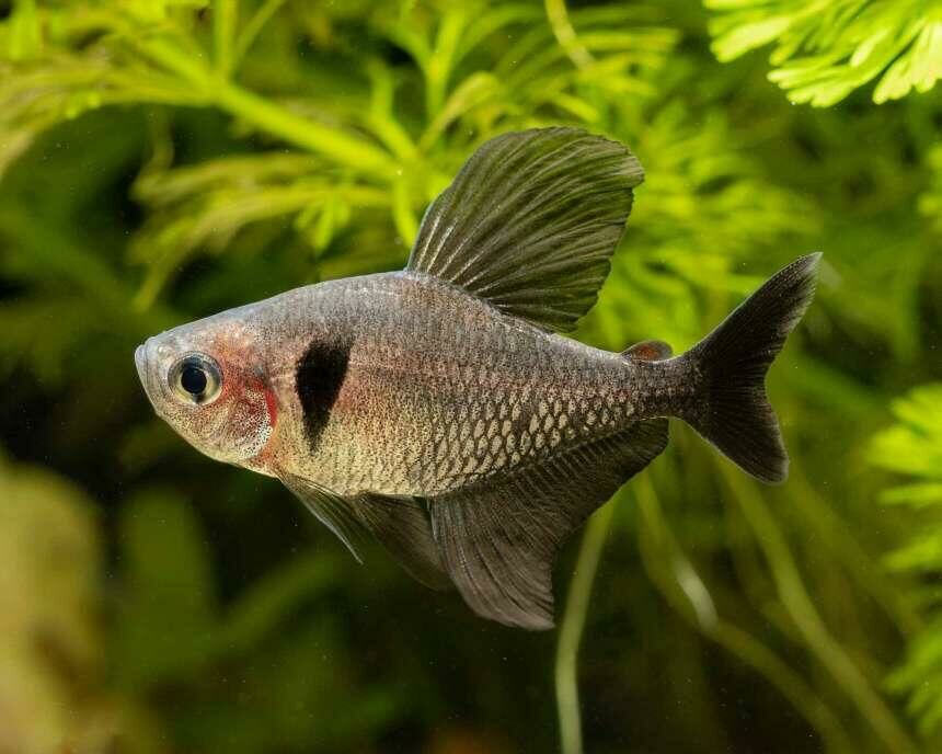 Imagem do Tetra Fantasma Preto